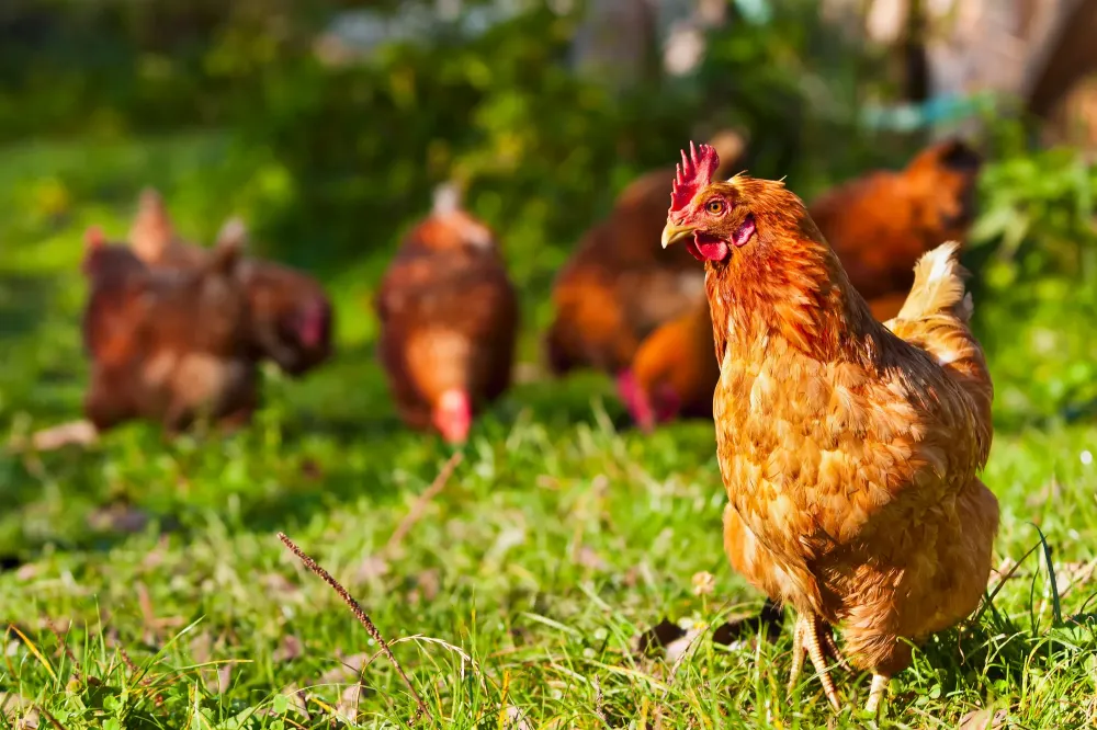 poule