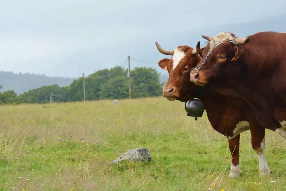 vache et taureau